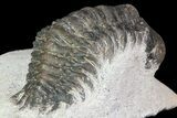 Bargain, Crotalocephalina Trilobite Fossil #67881-2
